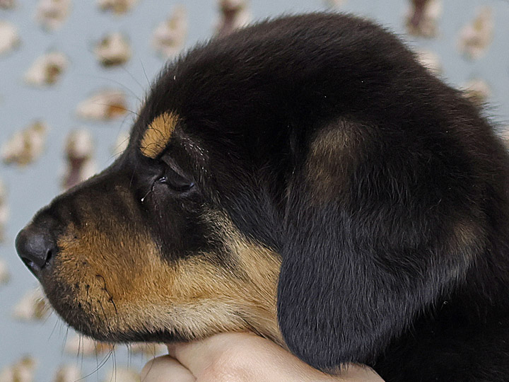 chinook puppy